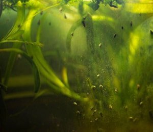 yellow-algae-in-fish-tank
