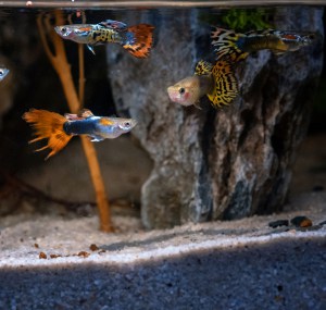 2.5-gallon-fish-tank-ideas