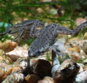 2.5-gallon-stocking-iideas