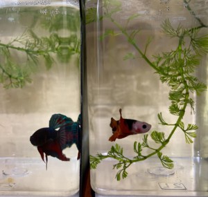 acrylic-aquariums-last