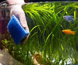 clean-a-fish-tank-without-killing-the-fish