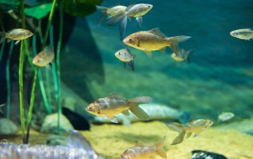 feed-catfish-in-an-aquarium