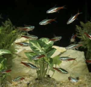 fish-can-go-in-a-2.5 gallon-tank