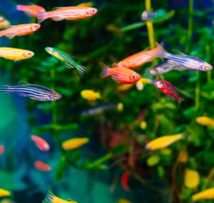 fish-for-small-tanks