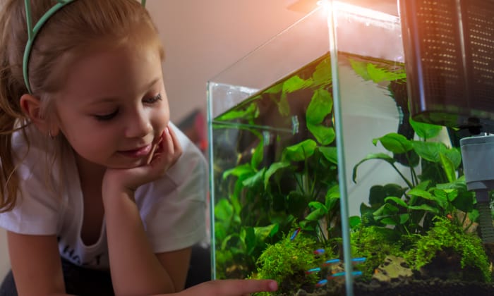 fish-that-can-live-in-a-2