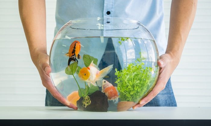 furniture-suitable-for-fish-tank