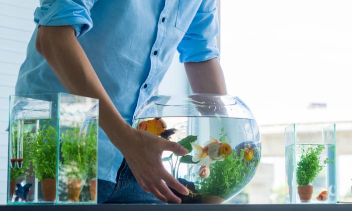 put-in-a-2.5 gallon-tank