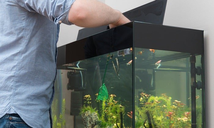 put-my-fish-back-in-the-tank-after-cleaning-it