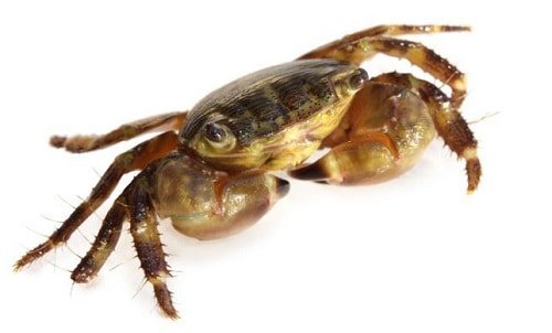 type-of-catfish-aquarium