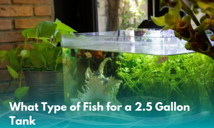 what-type-of-fish-for-a-2.5-gallon-tank