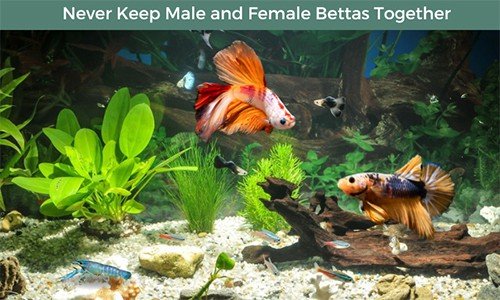 1-male-betta-and-3-female