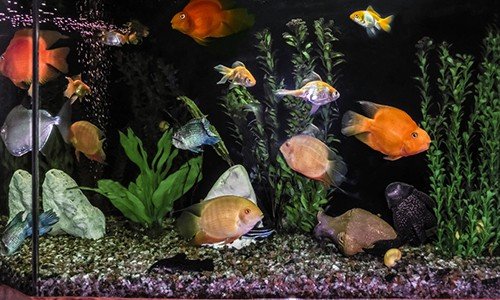 Their-Natural-Predators