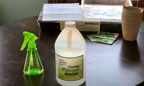 cleaning-fish-tank-after-disease