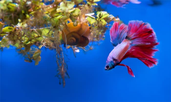 female-bettas-in-a-10-gallon-tank