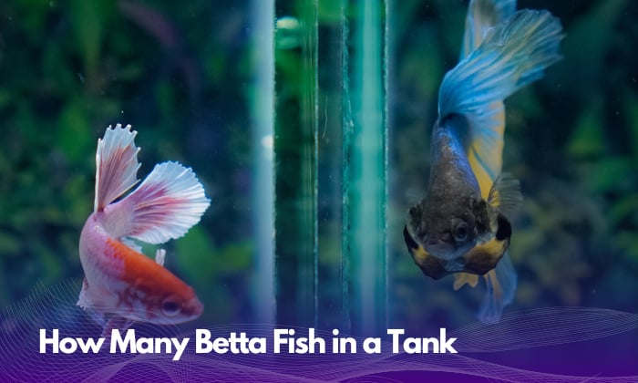 how-many-betta-fish-in-a-tank-fish