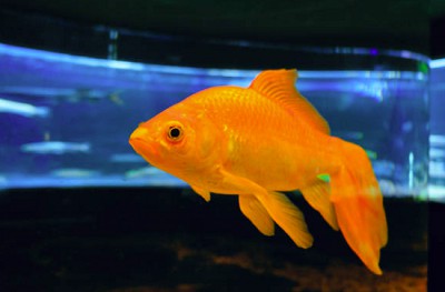 koi-fish-compatibility-chart