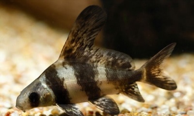 koi-fish-live-with-other-fish