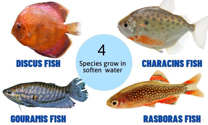 lower-hardness-in-fish-tank