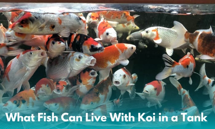 what-fish-can-live-with-koi-in-a-tank