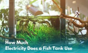 How-Much-Electricity-Does-a-Fish-Tank-Use
