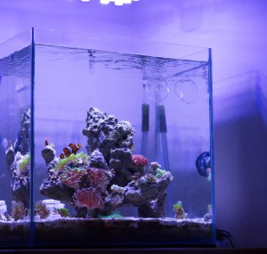 Lighting-for-fishes-in-reef-tank