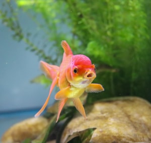 Lighting-in-Coldwater-fish-tank