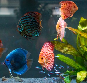Lighting-in-Saltwater-fish-tank
