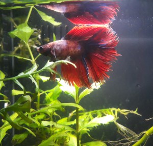 Lighting-in-Tropical-freshwater-fish-tank