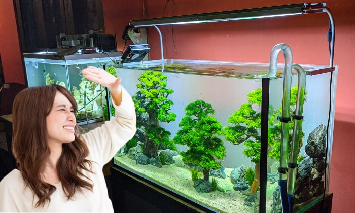 Too-Much-Light-in-Fish-Tank