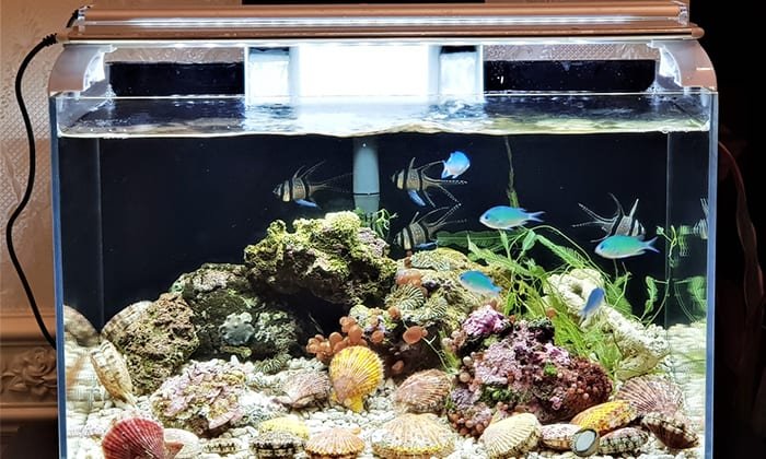 electricity-does-a-small-fish-tank-use