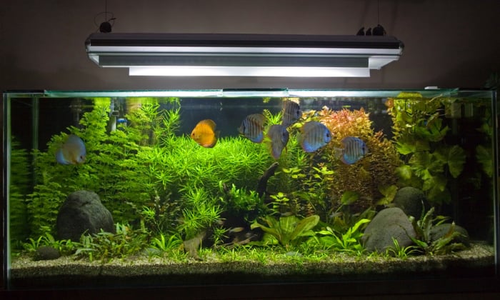 fishes-need-light-on-aquarium