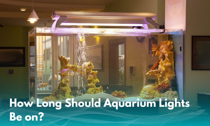 how-long-should-aquarium-lights-be-on