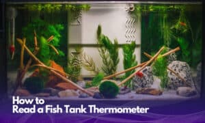how-to-read-a-fish-tank-thermometers