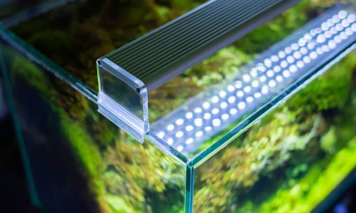 should-use-or-not-light-for-aquarium