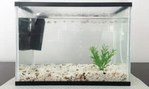 How Much Does a 20 Gallon Fish Tank Weigh With Water?