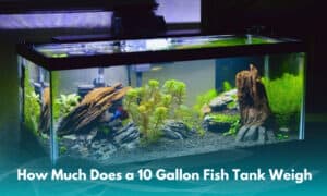 how-much-does-a-10-gallon-fish-tank-weigh