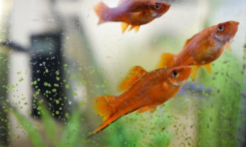 Monitor-the-behavior-of-your-fish