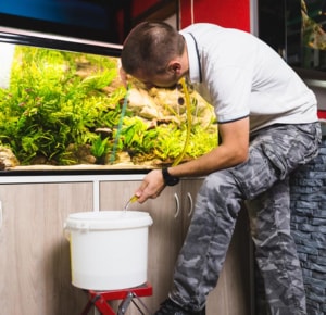 Partial-water-change-to-Reduce-Ammonia