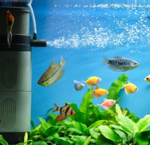 Upgrade-the-filtration-system-to-Reduce-Ammonia