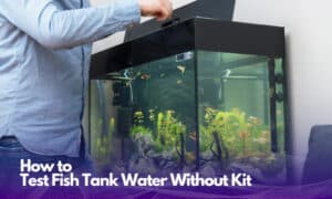 how-to-test-fish-tank-water-without-kit