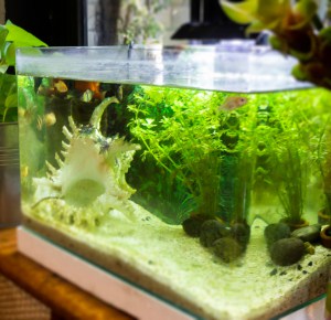 water-cloudy-is-one-Sign-of-Ammonia-in-Your-Fish-Tank