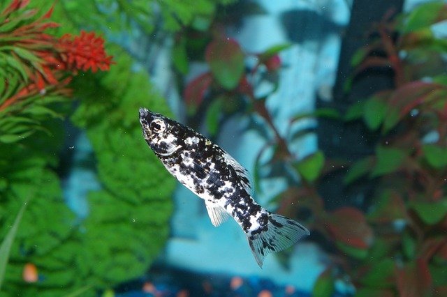 fish, dalmatian molly, fins
