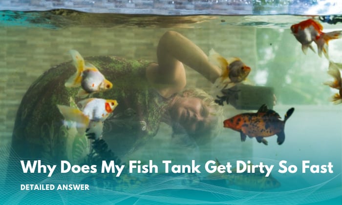 why-does-my-fish-tank-get-dirty-so-fasts